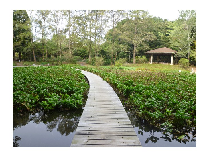 国立科学博物館 筑波実験植物園 つくば植物園 つくばちゃんねる