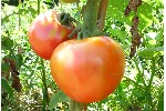 ベルナーロゼ　トマト（大玉）７～８月　昔ながらのみずみずしいトマト！